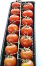 Packaged Fresh cherry tomatoes