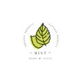 Packaging design template logo and emblem - herb and spice - mint leaf. Logo in trendy linear style. Royalty Free Stock Photo
