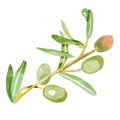 Olive branch isolated watercolor illustration by hand