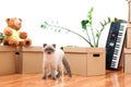 Packed household stuff for moving into new house. New home concept. Boxes, toys and pet in empty room Royalty Free Stock Photo