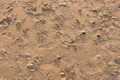 Packed Sand Background (footprints) Royalty Free Stock Photo