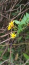 Packera aurea commonly known as golden ragwort or simply ragwort, is a perennial flower in the family Asteraceae.