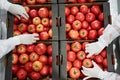 Packers in uniforms preparing vegetables for shipping