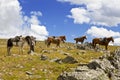 Packhorse herd horses waiting for their riders