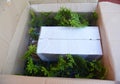 Packing in a box thuja saplings, arborvitae saplings for shipment. Small thuja and juniper seedlings in a carton box