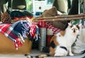 Kitty wants to come along for the ride Royalty Free Stock Photo