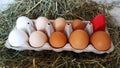 Packing eggs with one red egg. Eggs for Easter. Painted eggs. Red egg against white eggs Royalty Free Stock Photo