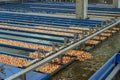 Packing House Sorting Line With Apples In Flumes In Postharvest Production Royalty Free Stock Photo