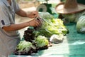 Packing organic fresh vegetables