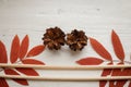 Packing: set of the Chinese sticks, branches a mountain ash and forest cones.
