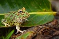 Pacman frog Royalty Free Stock Photo