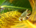 Pacman frog Royalty Free Stock Photo