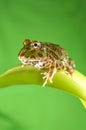 Pacman frog Royalty Free Stock Photo