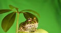 Pacman frog Royalty Free Stock Photo