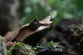 Pacman frog in jungle, Singapore Royalty Free Stock Photo