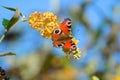 Pacock butterfly, aglais io, in autumn Royalty Free Stock Photo