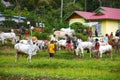 The Pacu Jawi bull racing event in West Sumatra, Indonesia.