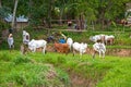 The Pacu Jawi bull racing event in West Sumatra, Indonesia.