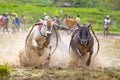 The Pacu Jawi bull racing event in West Sumatra, Indonesia.