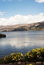 pacucha lake coast and flower in abancay,