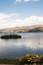 pacucha lake coast and flower in abancay,