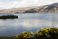 pacucha lake coast and flower in abancay,