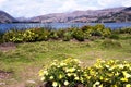 pacucha lake coast and flower in abancay,