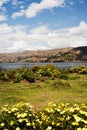 pacucha lake coast and flower in abancay,