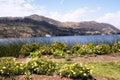 pacucha lake coast and flower in abancay,