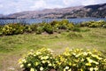 pacucha lake coast and flower in abancay,