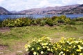 pacucha lake coast and flower in abancay, peru