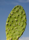 Pad of prickly pear infected by Mexican cochineal.