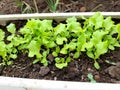 Padang, Indonesia -  planting lettuce seedlings that have thrived 2 weeks old in pots Royalty Free Stock Photo