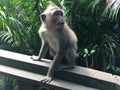 Padangtegal Mandala Wisata Wanara Wana Sacred Monkey Forest Sanctuary in Ubud, Bali, Indonesia.