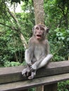 Padangtegal Mandala Wisata Wanara Wana Sacred Monkey Forest Sanctuary in Ubud, Bali, Indonesia.