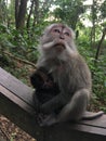 Padangtegal Mandala Wisata Wanara Wana Sacred Monkey Forest Sanctuary in Ubud, Bali, Indonesia.