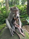 Padangtegal Mandala Wisata Wanara Wana Sacred Monkey Forest Sanctuary in Ubud, Bali, Indonesia.