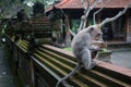 Padangtegal Monkey Forest, famous touristic place in Ubud, Bali Indonesia Royalty Free Stock Photo