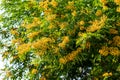 Padauk flower blooming on the tree