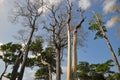 Padauk tree