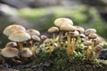 Paddenstoelen in het bos Royalty Free Stock Photo