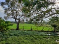 Paddie fields are greeny Royalty Free Stock Photo