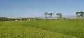 Paddies ricefields at kaliwungu .kendal regency.central java Royalty Free Stock Photo