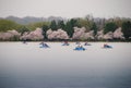 Paddle Boats on the Tidal Basin with Cherry Blossoms Royalty Free Stock Photo