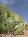 Paddle Cactus Royalty Free Stock Photo