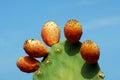 Paddle cactus in Corfu island Royalty Free Stock Photo