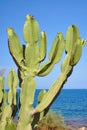 Paddle cactus Royalty Free Stock Photo