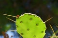 Paddle cactus in Zakynthos island Royalty Free Stock Photo