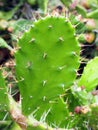 Sharp Thorns on Prickly Pear Cactus Leaves Royalty Free Stock Photo