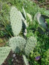 Sharp Thorns on Prickly Pear Cactus Leaves Royalty Free Stock Photo